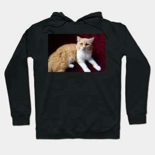 cute cat portrait Hoodie